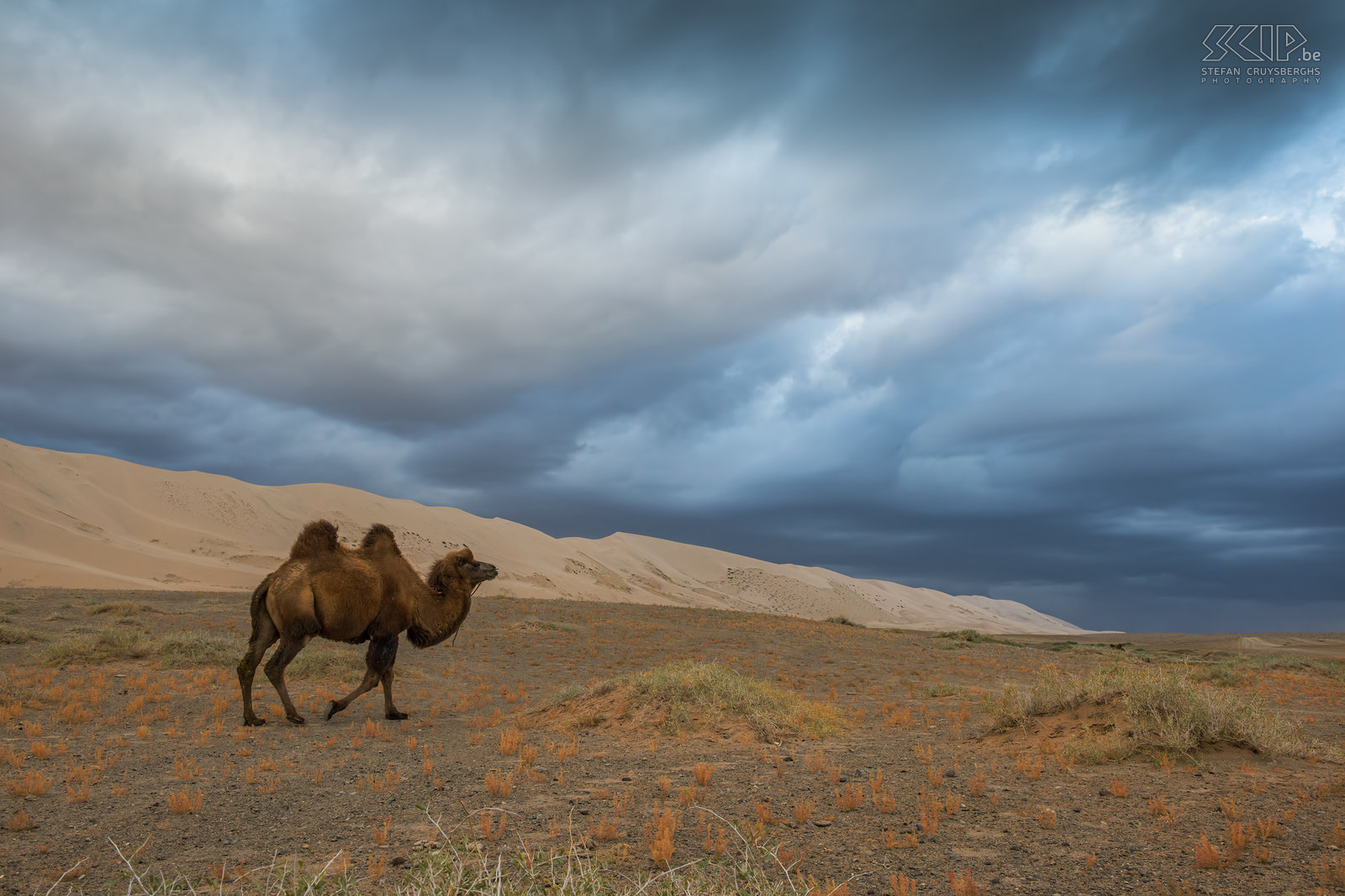 Gobi - Khongoryn Els - Kameel Een kameel nabij de bekende zandduinen Khongoryn Els in de Gobi woestijn. Nadat we een van de zandduinen beklommen hadden veranderde het weer. Deze foto geeft mooi het contrast tussen de dreigende blauwe lucht, de witte zandduinen en de oranje herfst kleuren van de kleine struikjes weer. Stefan Cruysberghs